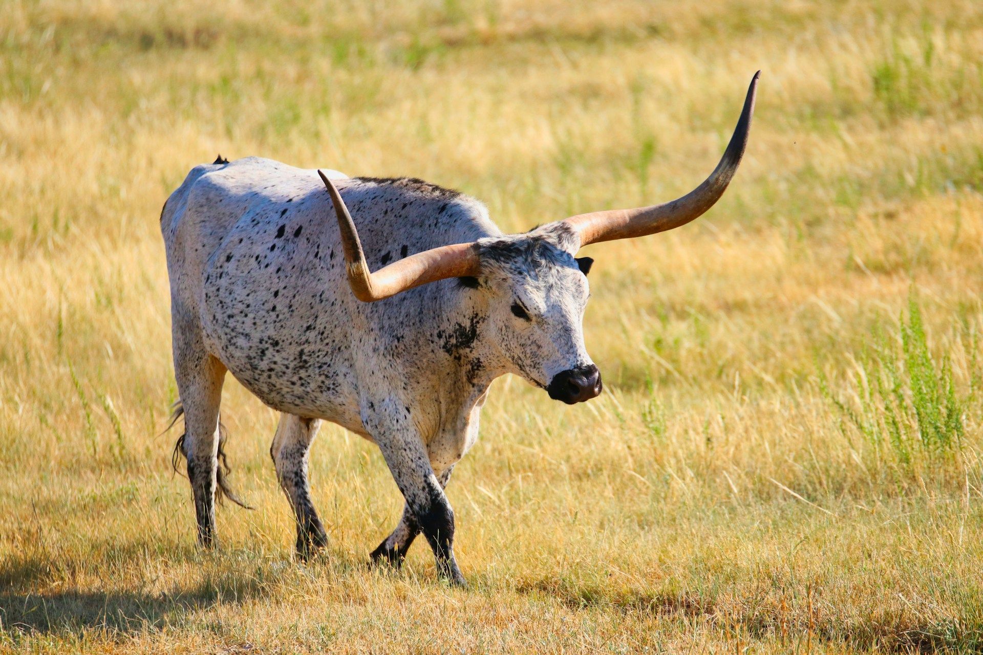 Picture of the author